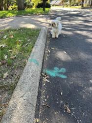 Lost Unknown Dog last seen Paddock and longstreet, Greer, SC 29615