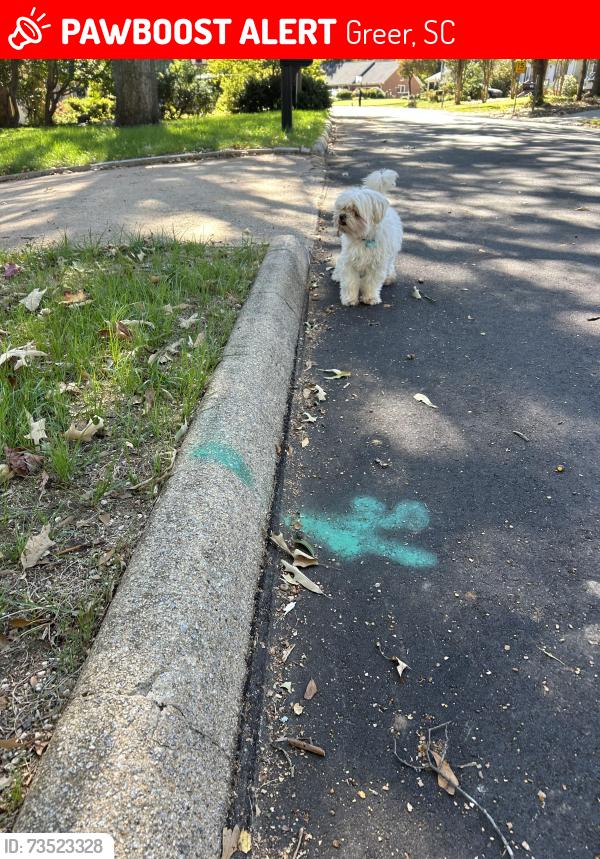Lost Unknown Dog last seen Paddock and longstreet, Greer, SC 29615