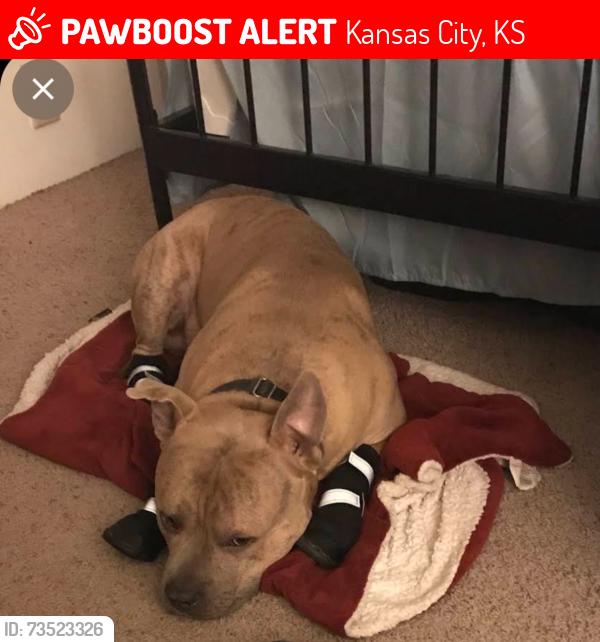 Lost Male Dog last seen Leavenworth rd kck, Kansas City, KS 66112