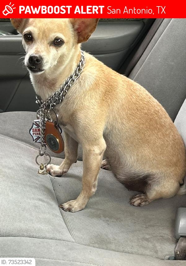 Lost Female Dog last seen Nacogdoches, San Antonio, TX 78247