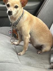 Lost Female Dog last seen Nacogdoches, San Antonio, TX 78247