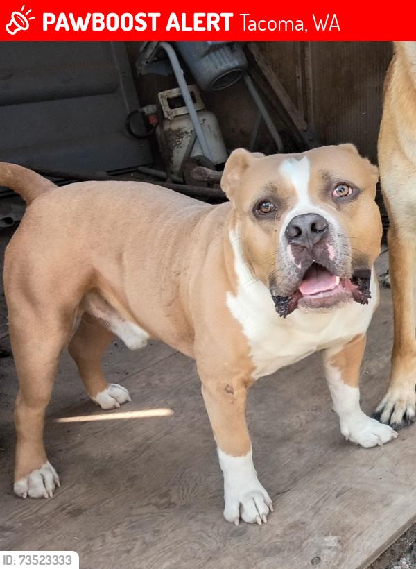 Lost Male Dog last seen 84th street, Tacoma, WA 98444