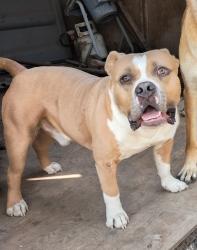 Lost Male Dog last seen 84th street, Tacoma, WA 98444
