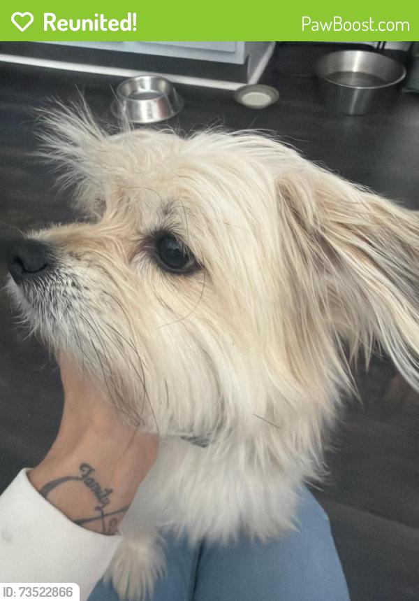 Reunited Male Dog last seen Brownsview church, Candler, NC 28715