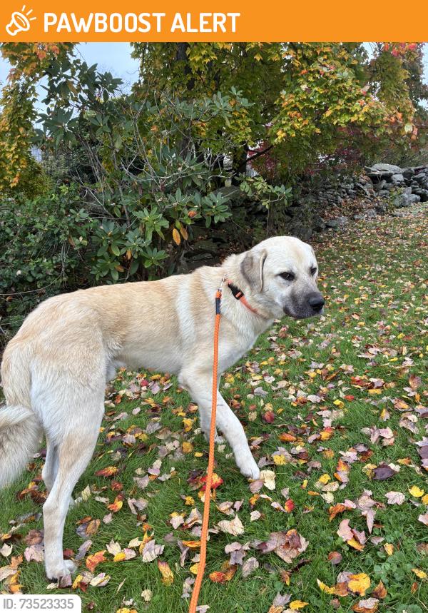 Found/Stray Male Dog last seen Parking lot, Noxen Township, PA 18636
