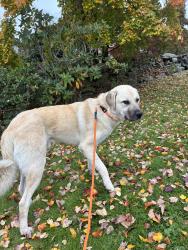 Found/Stray Male Dog last seen Parking lot, Noxen Township, PA 18636