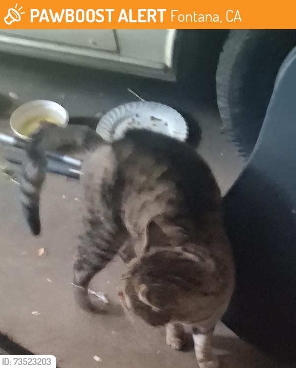 Found/Stray Male Cat last seen East Heritage, Fontana, CA 92336