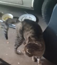 Found/Stray Male Cat last seen East Heritage, Fontana, CA 92336