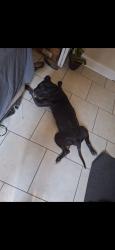 Reunited Male Dog last seen Near n halifax ave daytona beach 32114, Daytona Beach, FL 32118