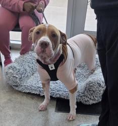 Shelter Stray Female Dog last seen , , TX, 355 Hillshire Dr, Haslet, TX 76052, USA