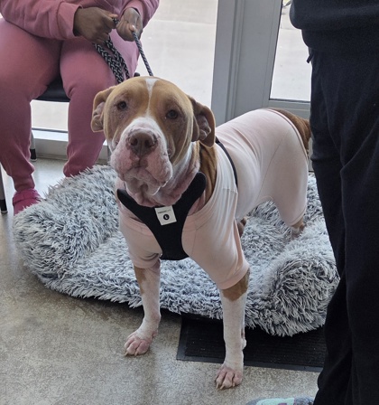 Shelter Stray Female Dog last seen , , TX, 355 Hillshire Dr, Haslet, TX 76052, USA