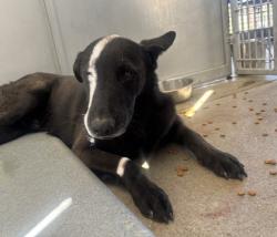 Shelter Stray Male Dog last seen Near CYPRESS LAKE DR, South District, TX, 355 Hillshire Dr, Haslet, TX 76052, USA