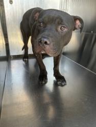 Shelter Stray Male Dog last seen Near CAMP BOWIE WEST BLVD, West District,, 355 Hillshire Dr, Haslet, TX 76052, USA