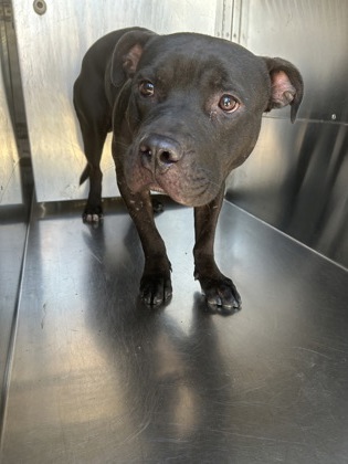 Shelter Stray Male Dog last seen Near CAMP BOWIE WEST BLVD, West District,, 355 Hillshire Dr, Haslet, TX 76052, USA