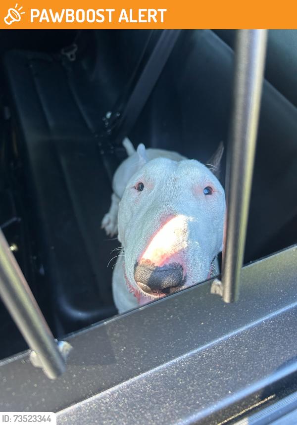 Found/Stray Unknown Dog last seen Aldine Westfield, Montgomery County, TX 77386