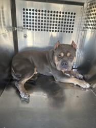 Shelter Stray Male Dog last seen Near CAMP BOWIE WEST BLVD, West District,, 355 Hillshire Dr, Haslet, TX 76052, USA
