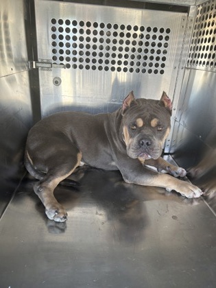 Shelter Stray Male Dog last seen Near CAMP BOWIE WEST BLVD, West District,, 355 Hillshire Dr, Haslet, TX 76052, USA