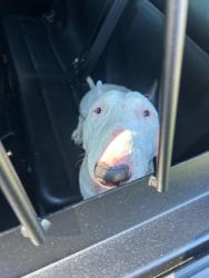 Found/Stray Unknown Dog last seen Aldine Westfield, Montgomery County, TX 77386