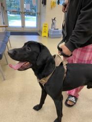 Shelter Stray Male Dog last seen Roseland Road, Sebastian, FL, 6230 77th St, Vero Beach, FL 32967, USA