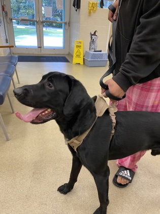 Shelter Stray Male Dog last seen Roseland Road, Sebastian, FL, 6230 77th St, Vero Beach, FL 32967, USA