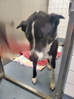 Shelter Stray Male Dog last seen Bear Creek, Keller, TX, 330 Rufe Snow Dr, Keller, TX 76248, USA