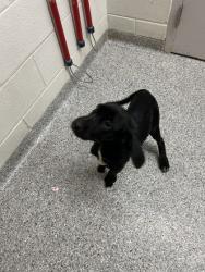 Shelter Stray Female Dog last seen Near Yarnell Rd, Knox County ASO, TN, 3201 Division St, Knoxville, TN 37919, USA