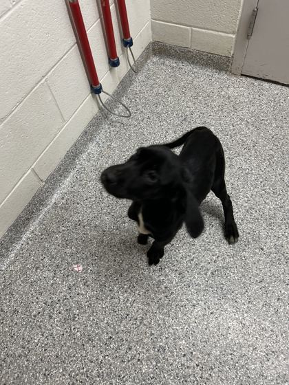 Shelter Stray Female Dog last seen Near Yarnell Rd, Knox County ASO, TN, 3201 Division St, Knoxville, TN 37919, USA