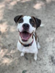 Shelter Stray Female Dog last seen Near Chapel St, CITY, SC, 150 Dexter Rd, Spartanburg, SC 29303, USA