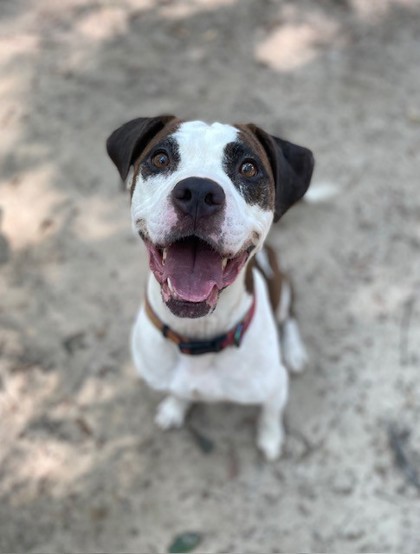 Shelter Stray Female Dog last seen Near Chapel St, CITY, SC, 150 Dexter Rd, Spartanburg, SC 29303, USA