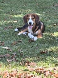 Found/Stray Male Dog last seen Mrs Tates Rd, Columbus County, NC 28472