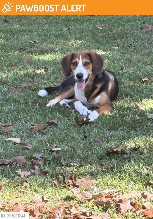 Found/Stray Male Dog last seen Mrs Tates Rd, Columbus County, NC 28472