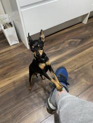Lost Female Dog last seen Radlix Road Leyton London, Greater London, England E10