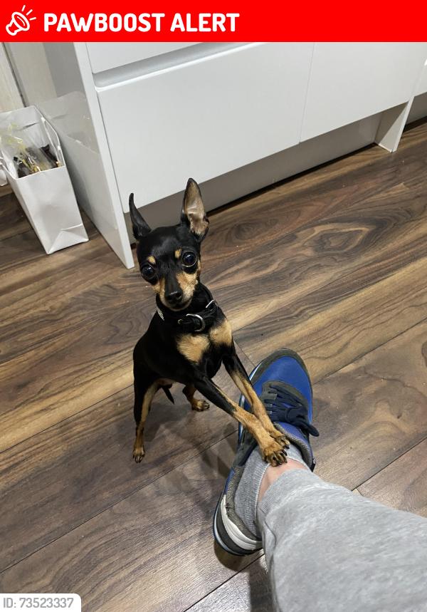 Lost Female Dog last seen Radlix Road Leyton London, Greater London, England E10