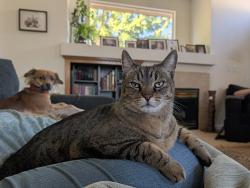 Reunited Male Cat last seen Walden at Rowberry, Folsom, CA 95630