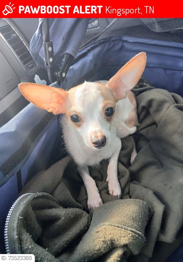 Lost Male Dog last seen Evergreen, Kingsport, TN 37660