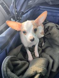 Lost Male Dog last seen Evergreen, Kingsport, TN 37660