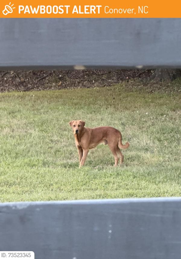 Found/Stray Male Dog last seen Lee cline rd, Conover, NC 28613