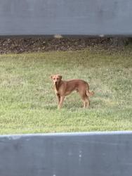 Found/Stray Male Dog last seen Lee cline rd, Conover, NC 28613