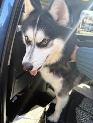 Reunited Unknown Dog last seen Palermo’s, Northampton, PA 18067