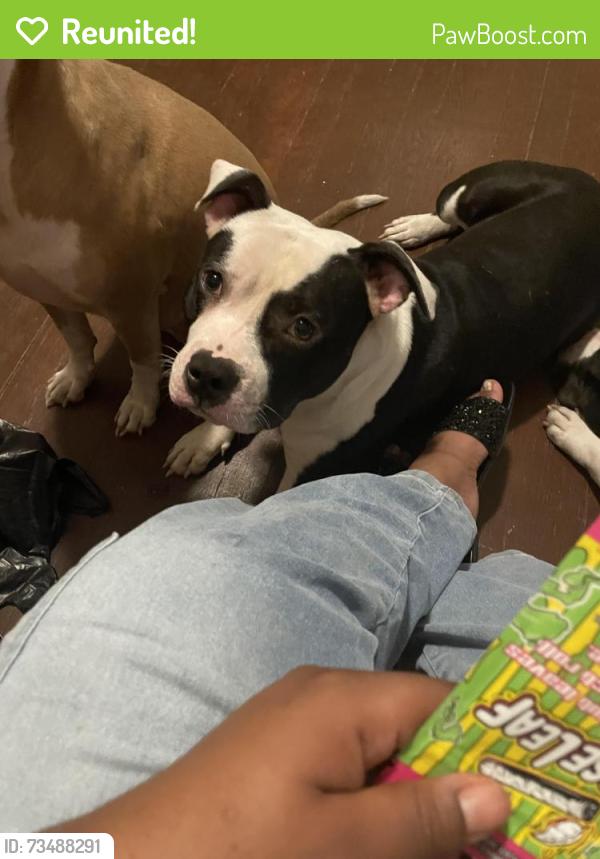 Reunited Male Dog last seen Blue star, Champaign, IL 61821