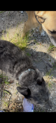Found/Stray Male Dog last seen Cherokee st, Jupiter, FL 33458