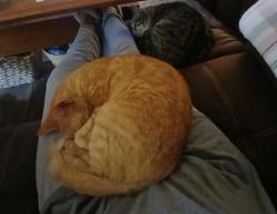 Lost Female Cat last seen Red Hill Valley Rd, Cleveland, TN 37323