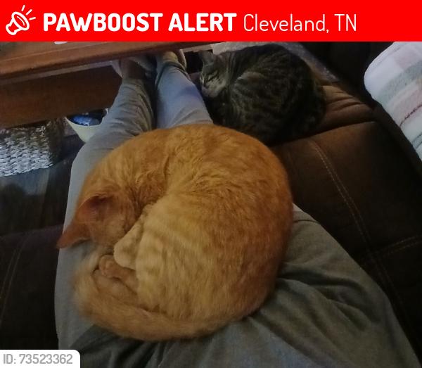 Lost Female Cat last seen Red Hill Valley Rd, Cleveland, TN 37323