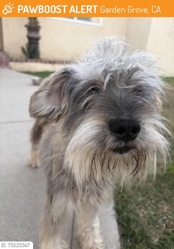 Found/Stray Female Dog last seen Beach Blvd and Garden Grove Blvd, Garden Grove, CA 92841