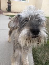 Found/Stray Female Dog last seen Beach Blvd and Garden Grove Blvd, Garden Grove, CA 92841
