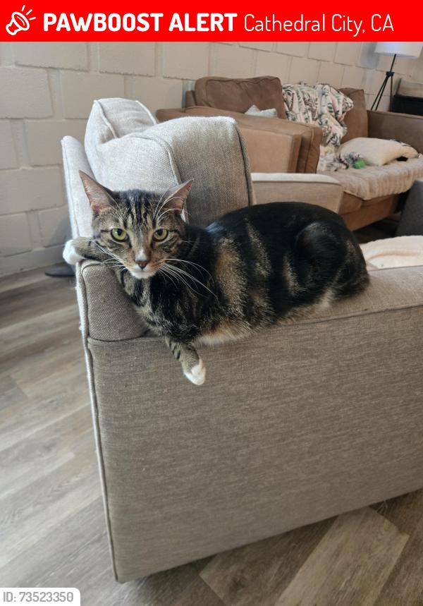 Lost Male Cat last seen Esperanza park, Cathedral City, CA 92234