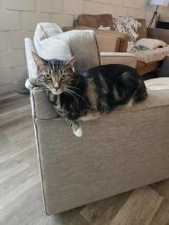 Lost Male Cat last seen Esperanza park, Cathedral City, CA 92234
