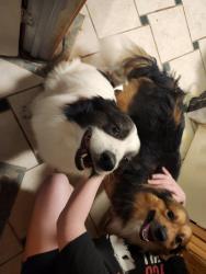 Found/Stray Unknown Dog last seen Mount Vernon, Venus, TX 76084