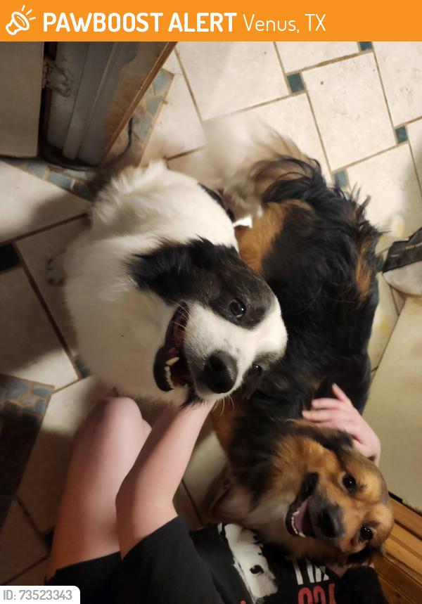 Found/Stray Unknown Dog last seen Mount Vernon, Venus, TX 76084