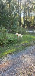Found/Stray Male Dog last seen Heglar rd & Cold Springs South, Concord, NC 28025